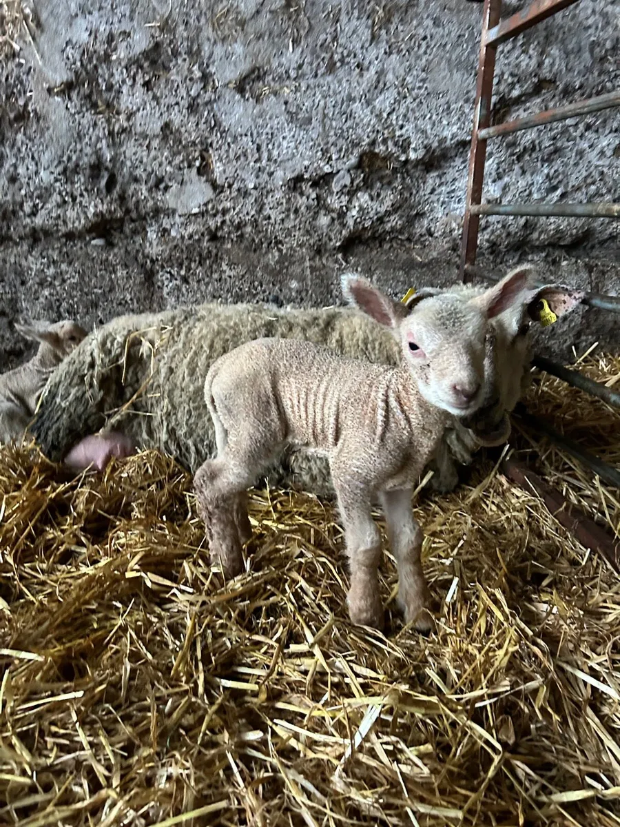 Pet lambs - Image 2