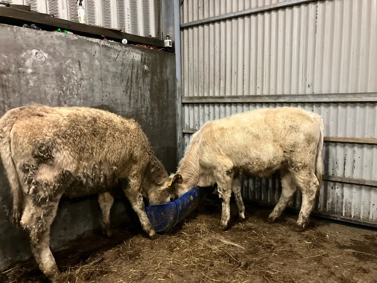 CHAROLAIS HEIFER WEANLINGS - Image 2