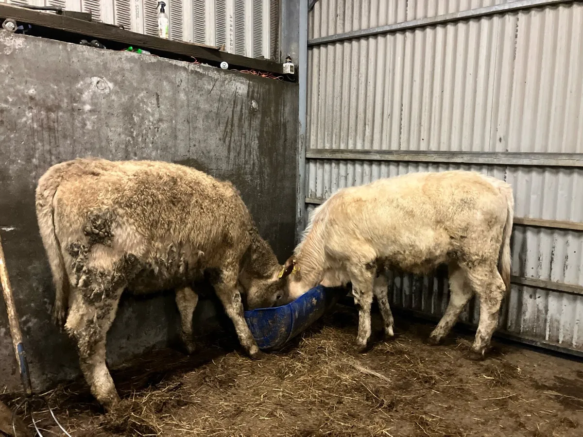 CHAROLAIS HEIFER WEANLINGS - Image 3