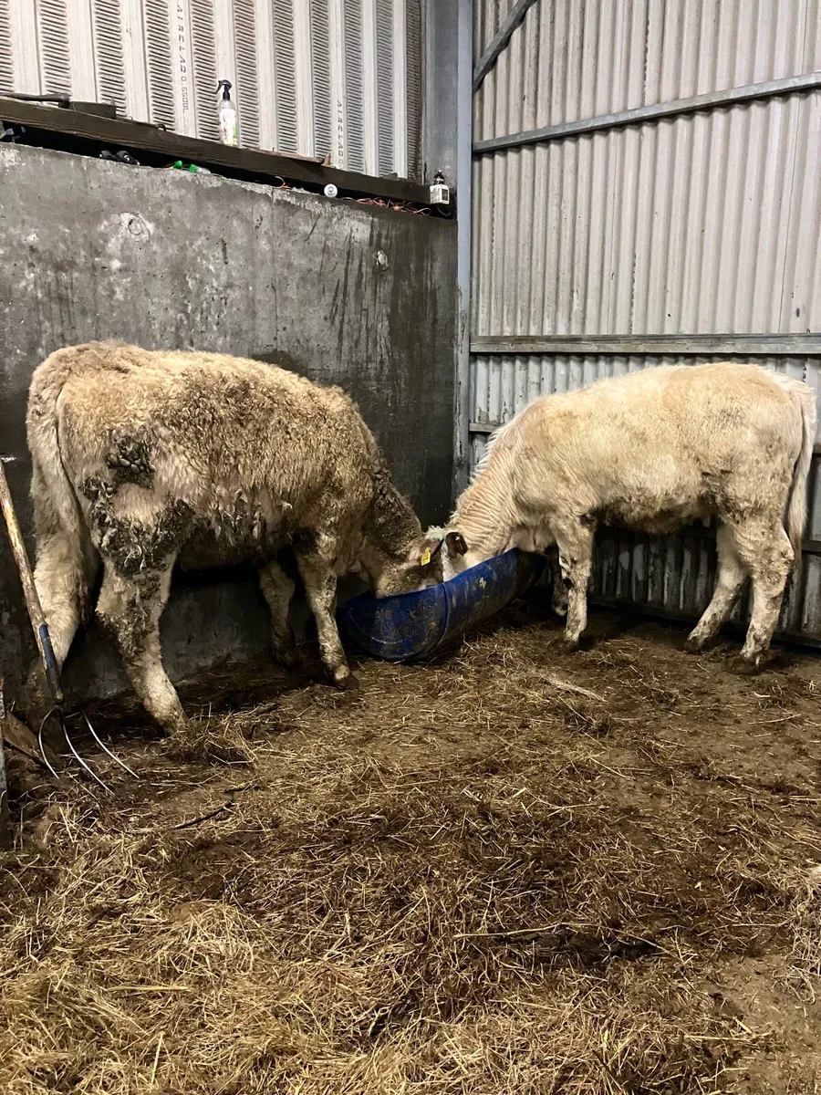 CHAROLAIS HEIFER WEANLINGS - Image 1