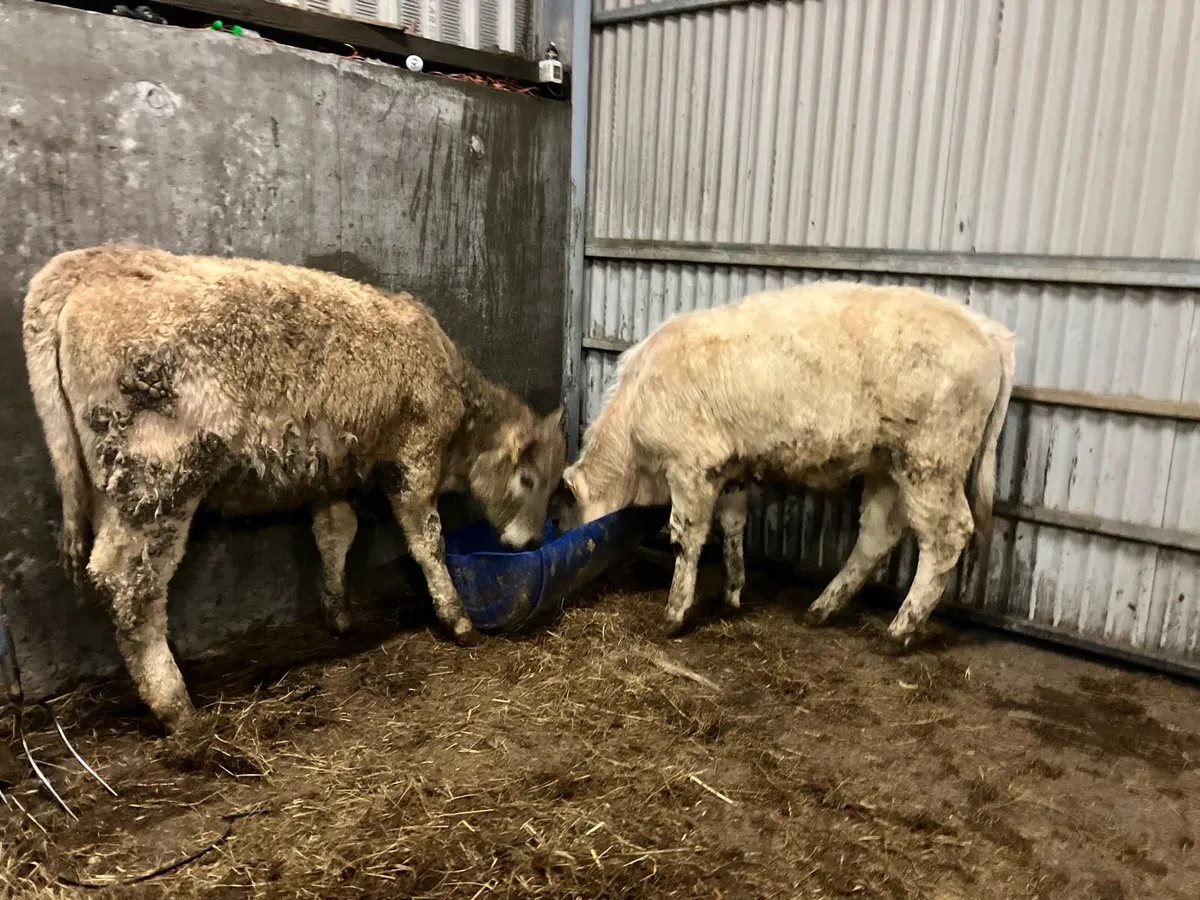 CHAROLAIS HEIFER WEANLINGS - Image 4