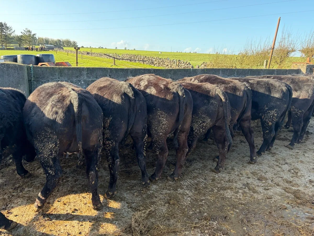 Aberdeen Angus in Calf Heifers - Image 1
