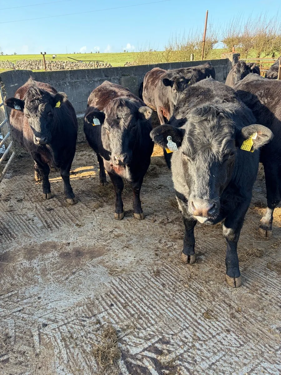 Aberdeen Angus in Calf Heifers - Image 2