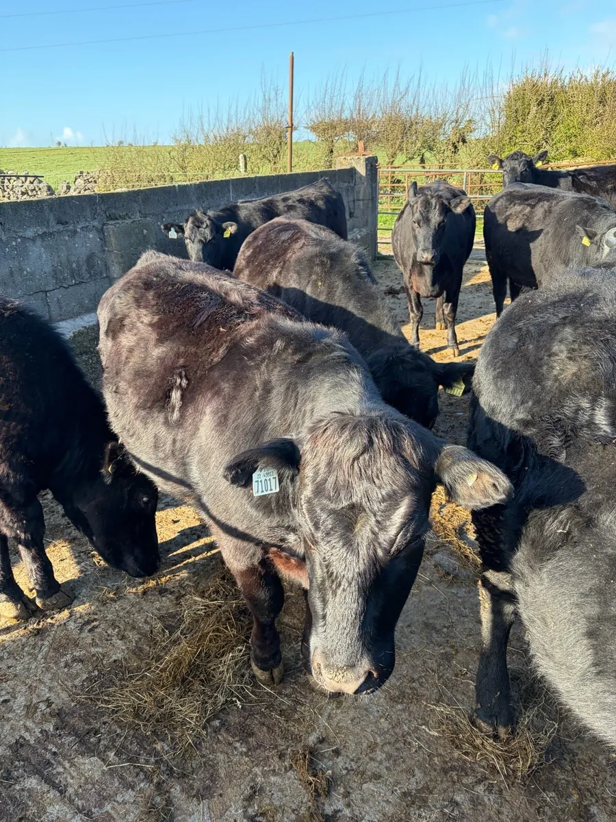Aberdeen Angus in Calf Heifers - Image 3