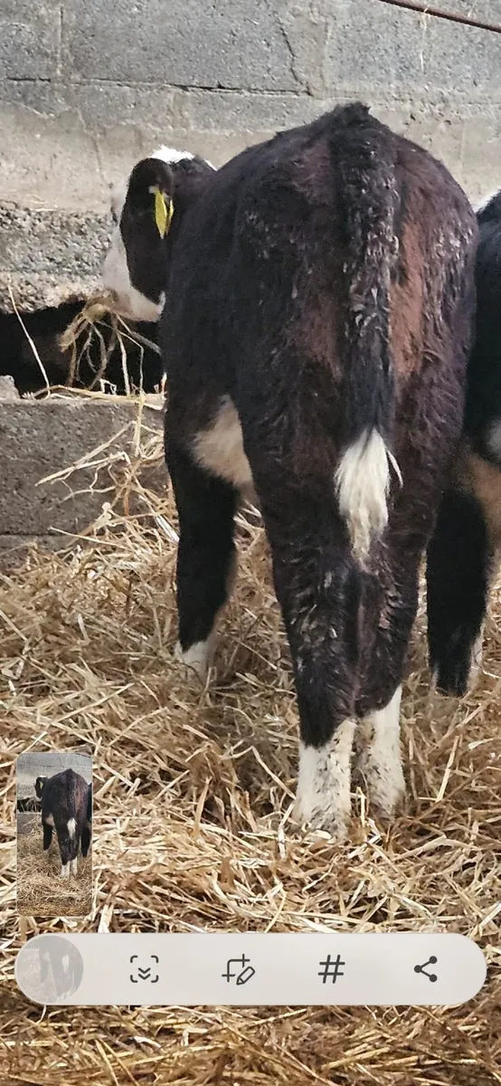 Hereford calves - Image 3