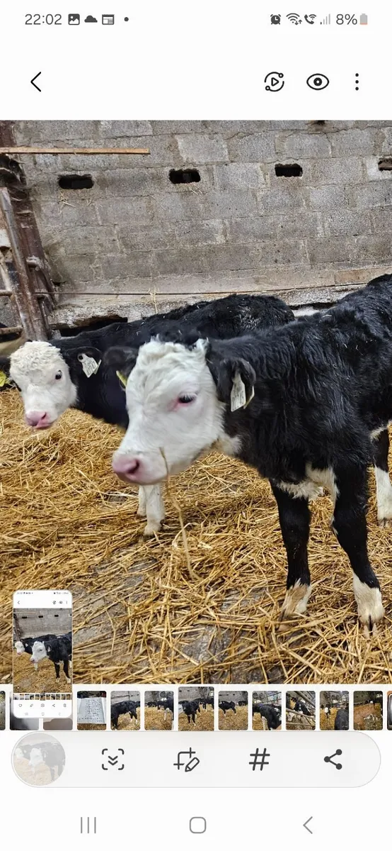 Hereford calves - Image 4