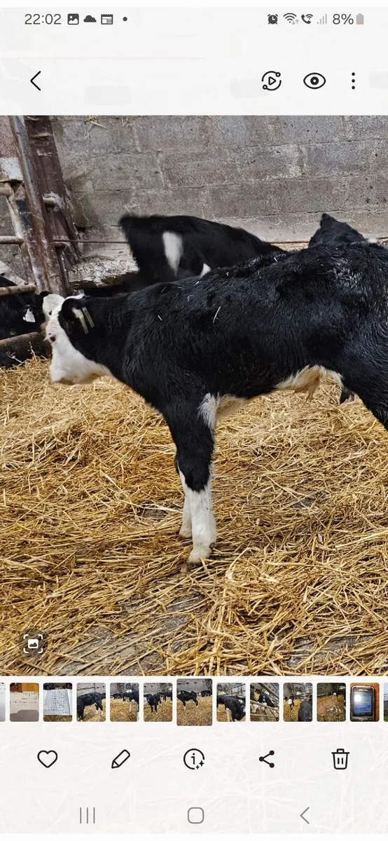 Hereford calves - Image 1