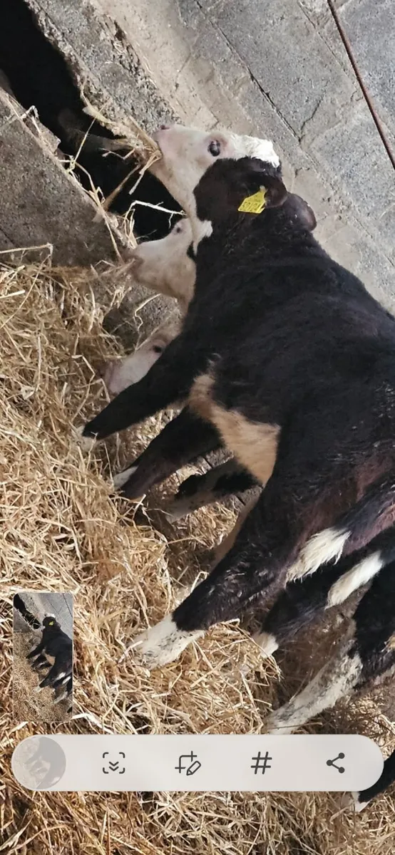 Hereford calves - Image 2