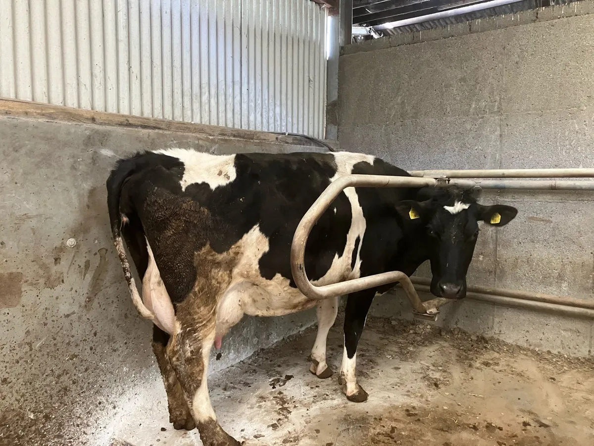 Fresian cows and heifers - Image 4