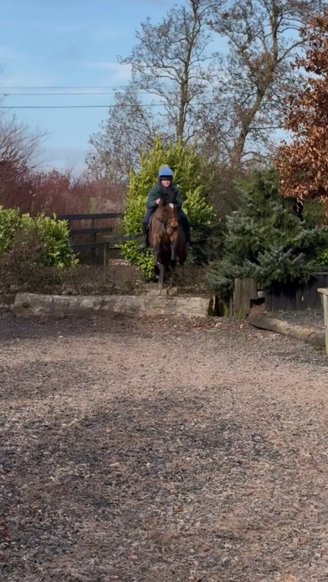 Smashing competition pony - Image 4