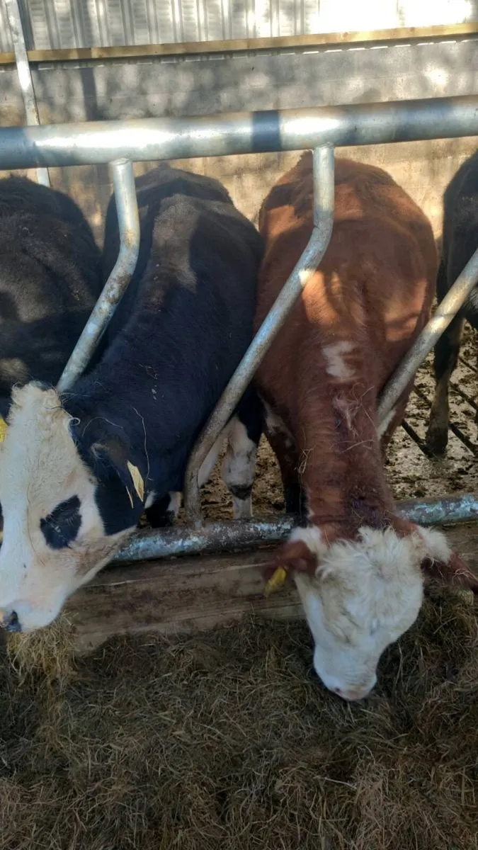 Hereford weanling heifers - Image 2