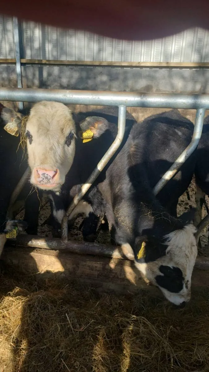 Hereford weanling heifers - Image 3