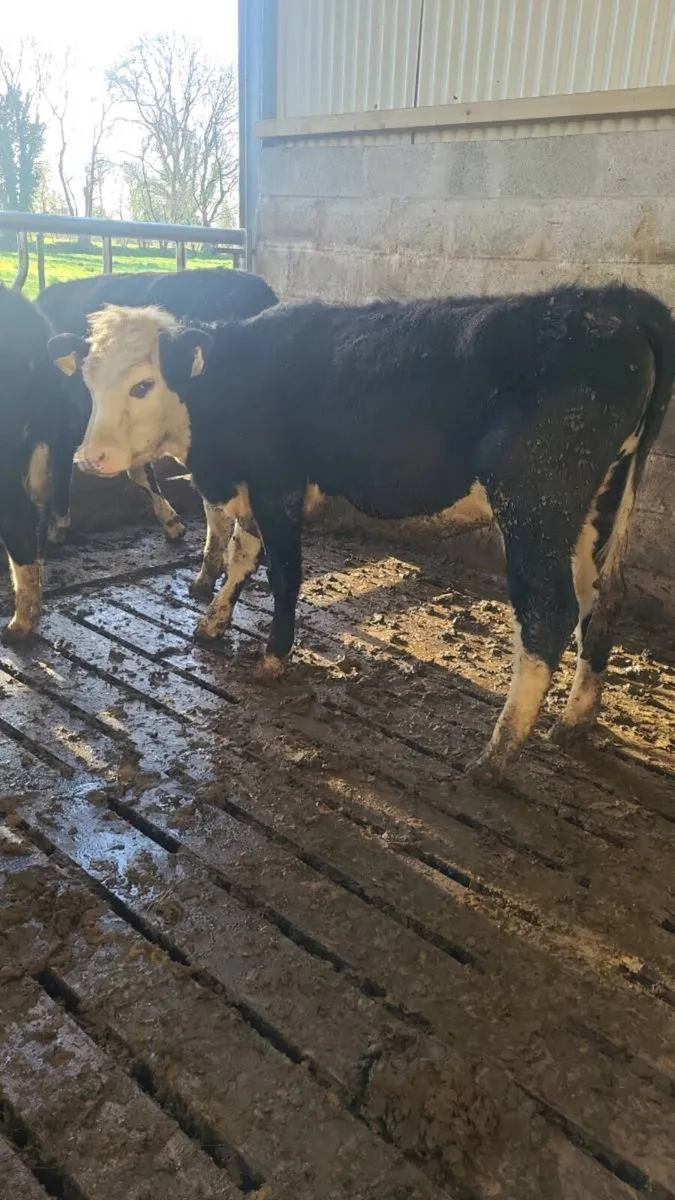 Hereford weanling heifers - Image 4