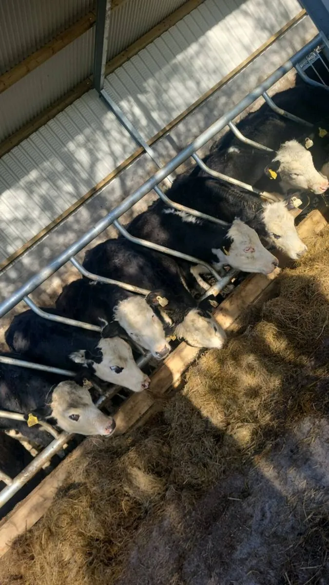 Hereford weanling heifers - Image 1