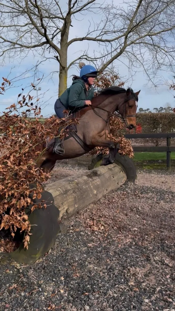 Cracking second pony - Image 1