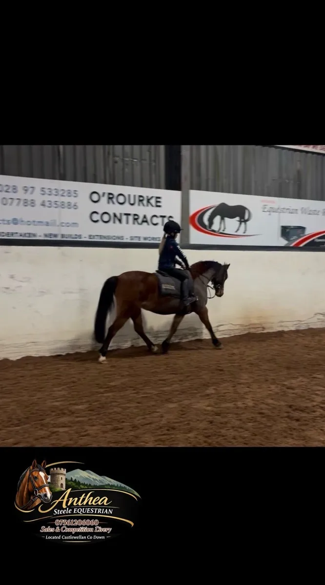 Cracking second pony - Image 3