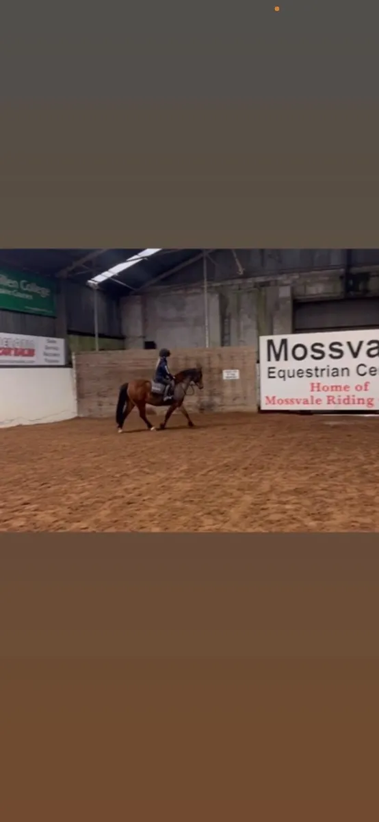 Cracking second pony - Image 4