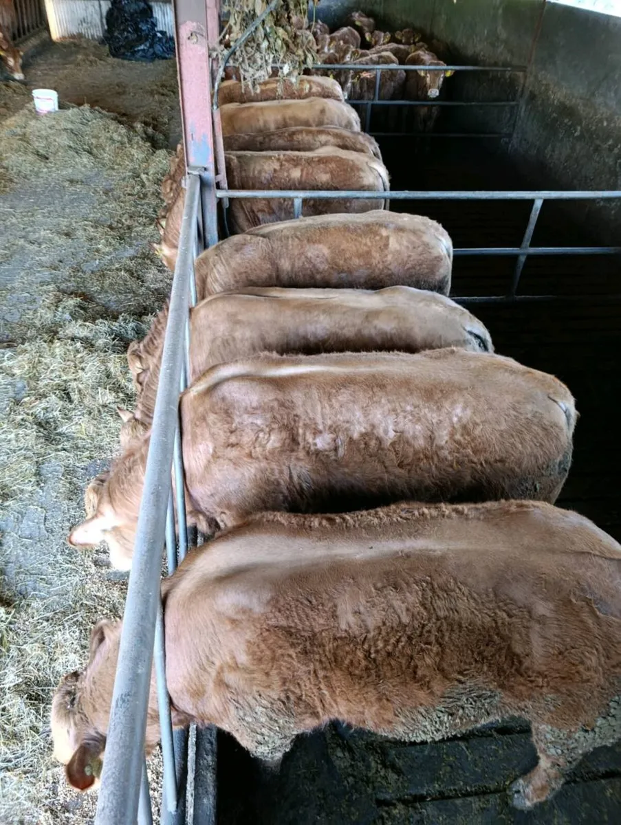 Purebred Limousin bulls ⭐⭐⭐⭐⭐ - Image 1