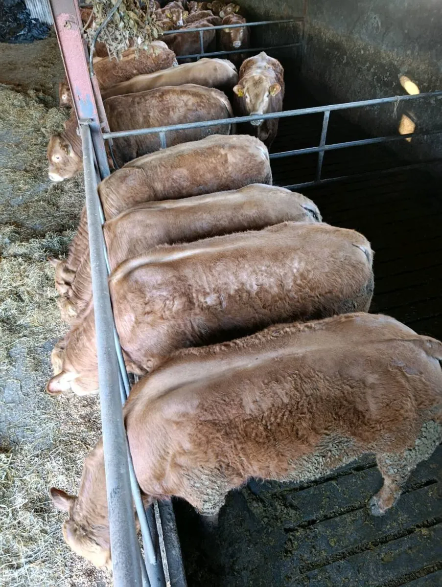 Purebred Limousin bulls ⭐⭐⭐⭐⭐ - Image 2