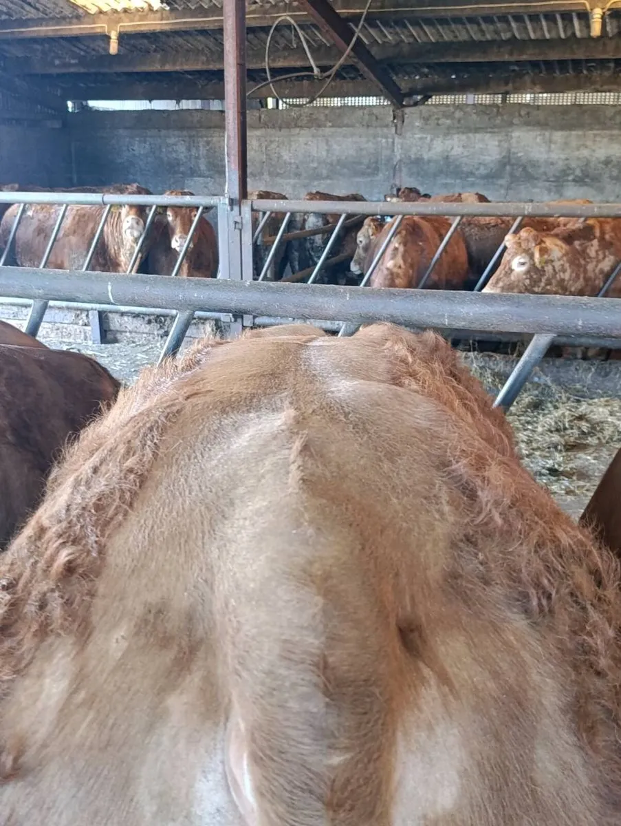 Purebred Limousin bulls ⭐⭐⭐⭐⭐ - Image 3