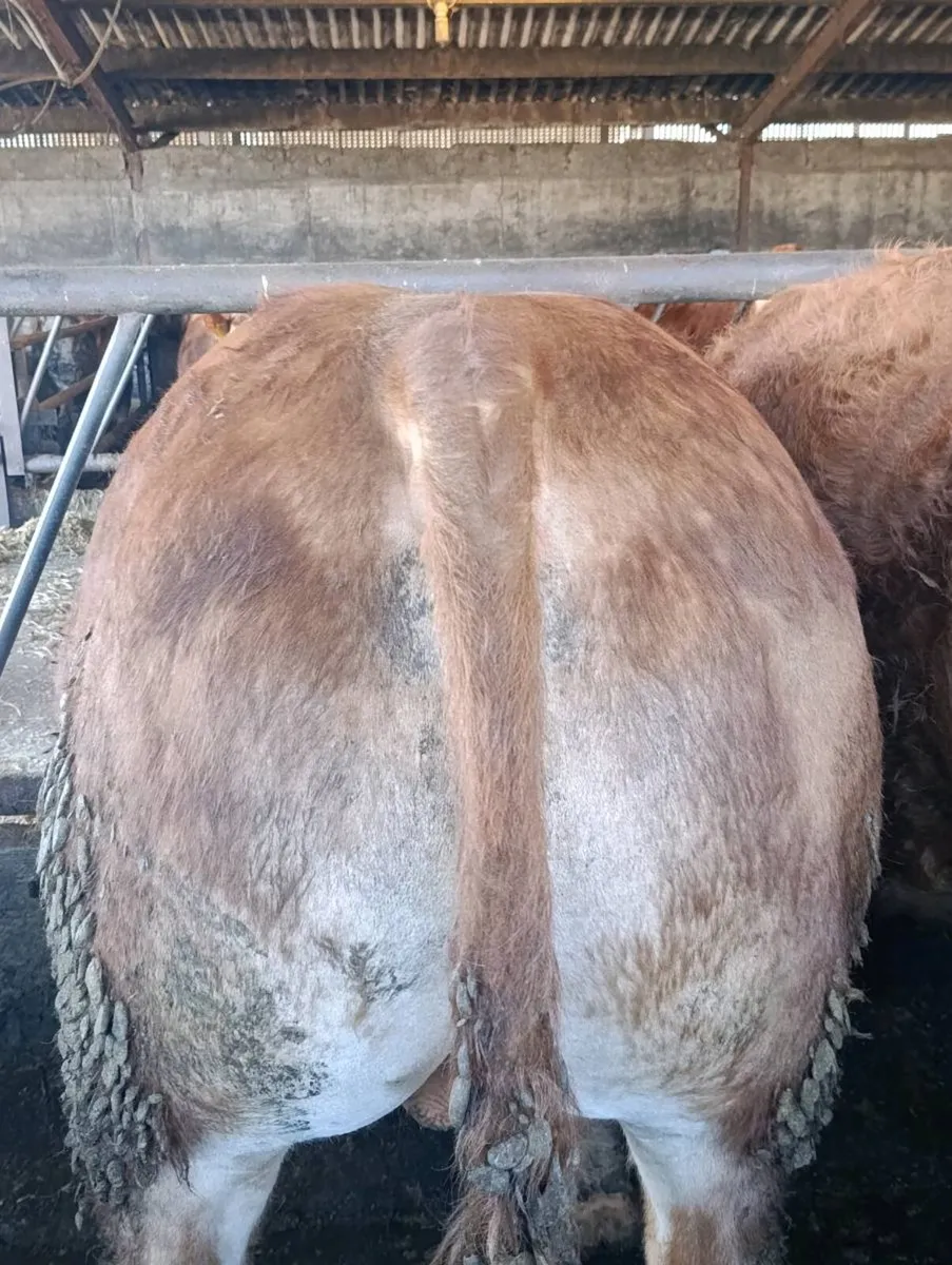 Purebred Limousin bulls ⭐⭐⭐⭐⭐ - Image 4