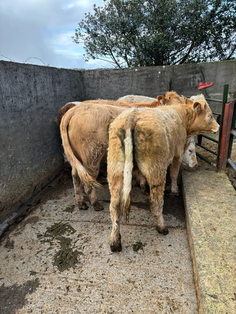 ⭐️Heifers for sale ⭐️ - Image 3