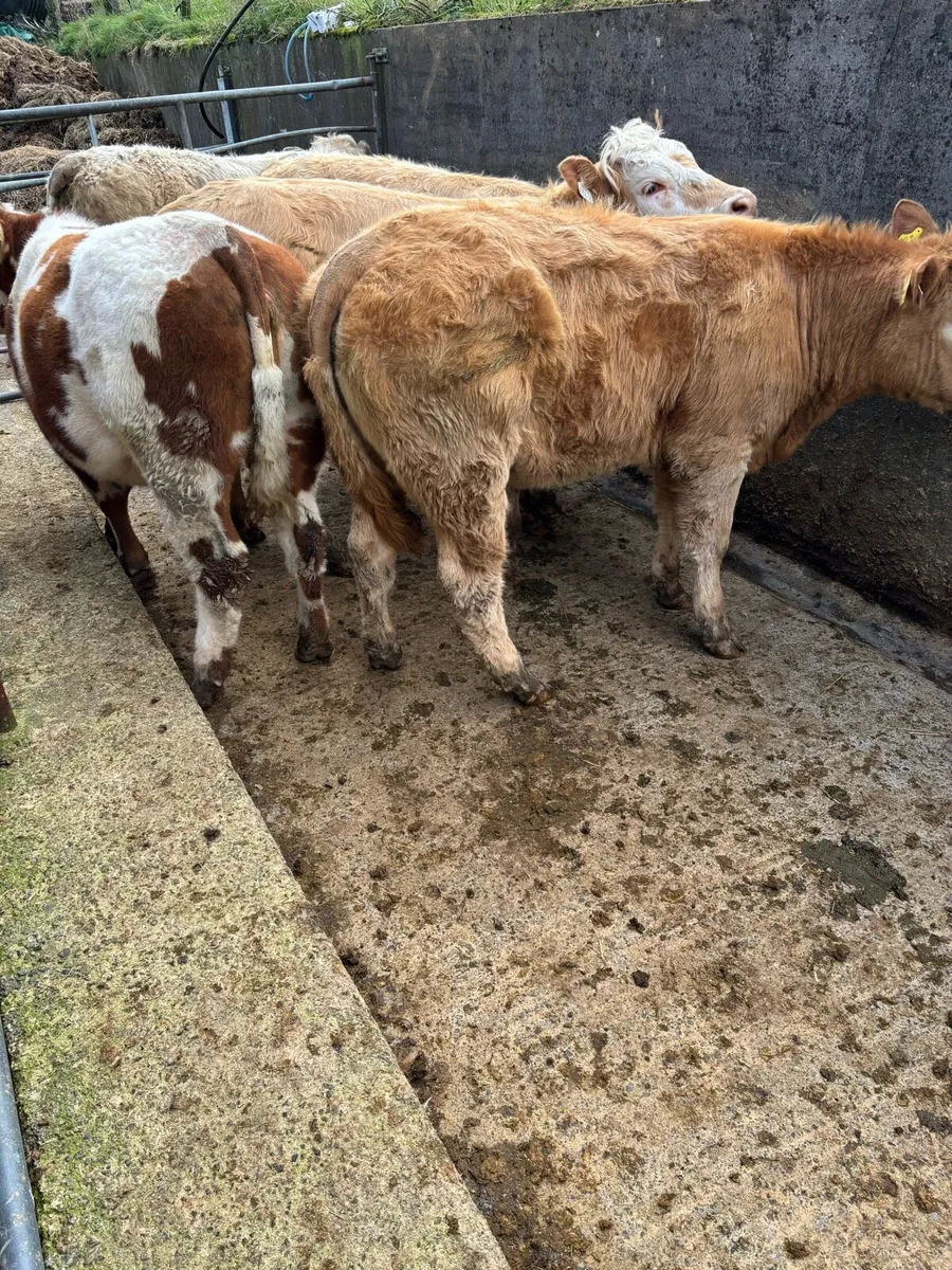 ⭐️Heifers for sale ⭐️ - Image 4