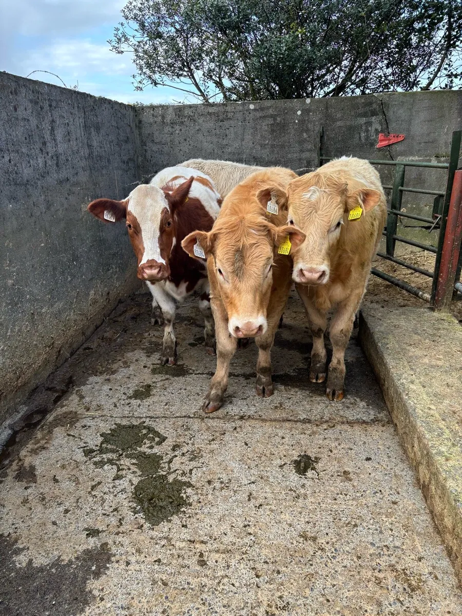 ⭐️Heifers for sale ⭐️ - Image 2