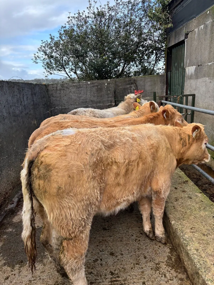 ⭐️Heifers for sale ⭐️ - Image 1
