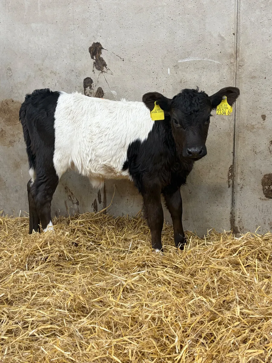 3 Belted Galloway Heifer Calves - Image 2