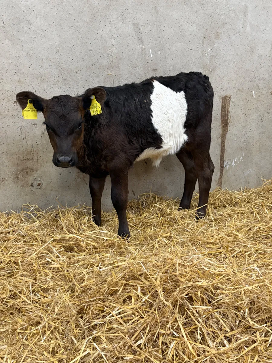 3 Belted Galloway Heifer Calves - Image 3
