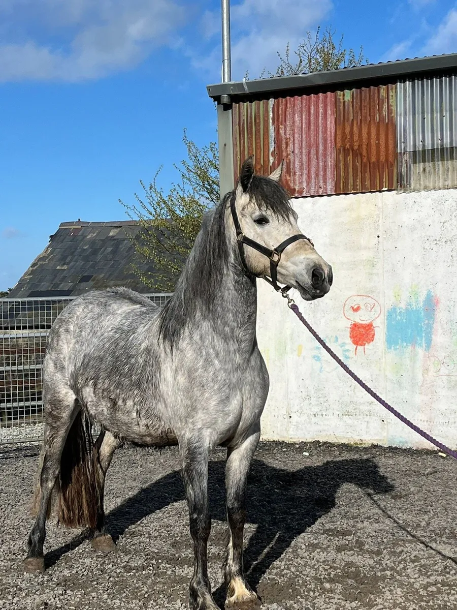 4 year old Connemara broodmare - Image 1