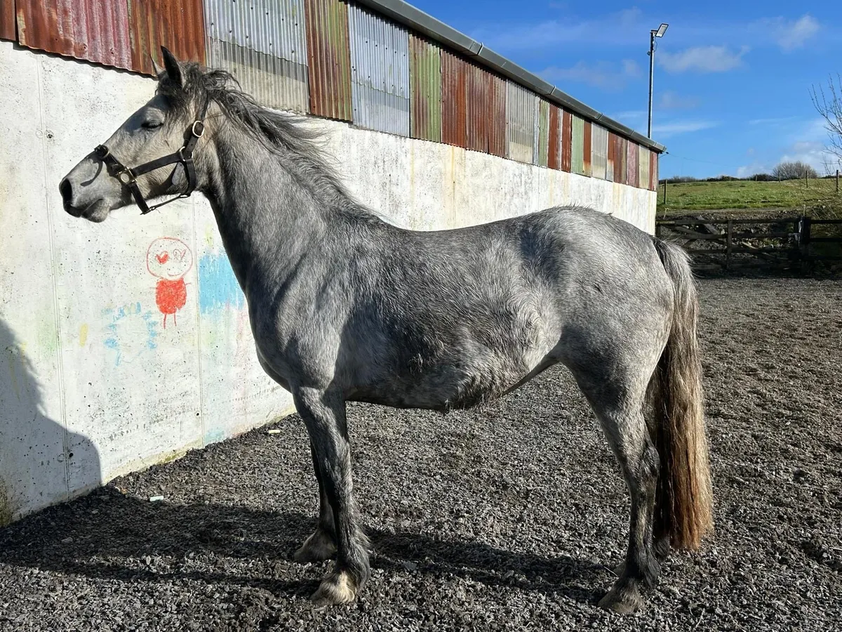 4 year old Connemara broodmare - Image 2