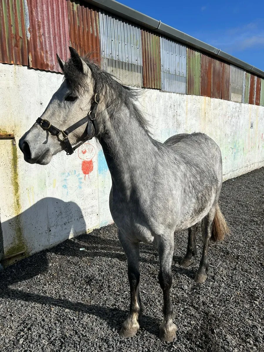 4 year old Connemara broodmare - Image 3