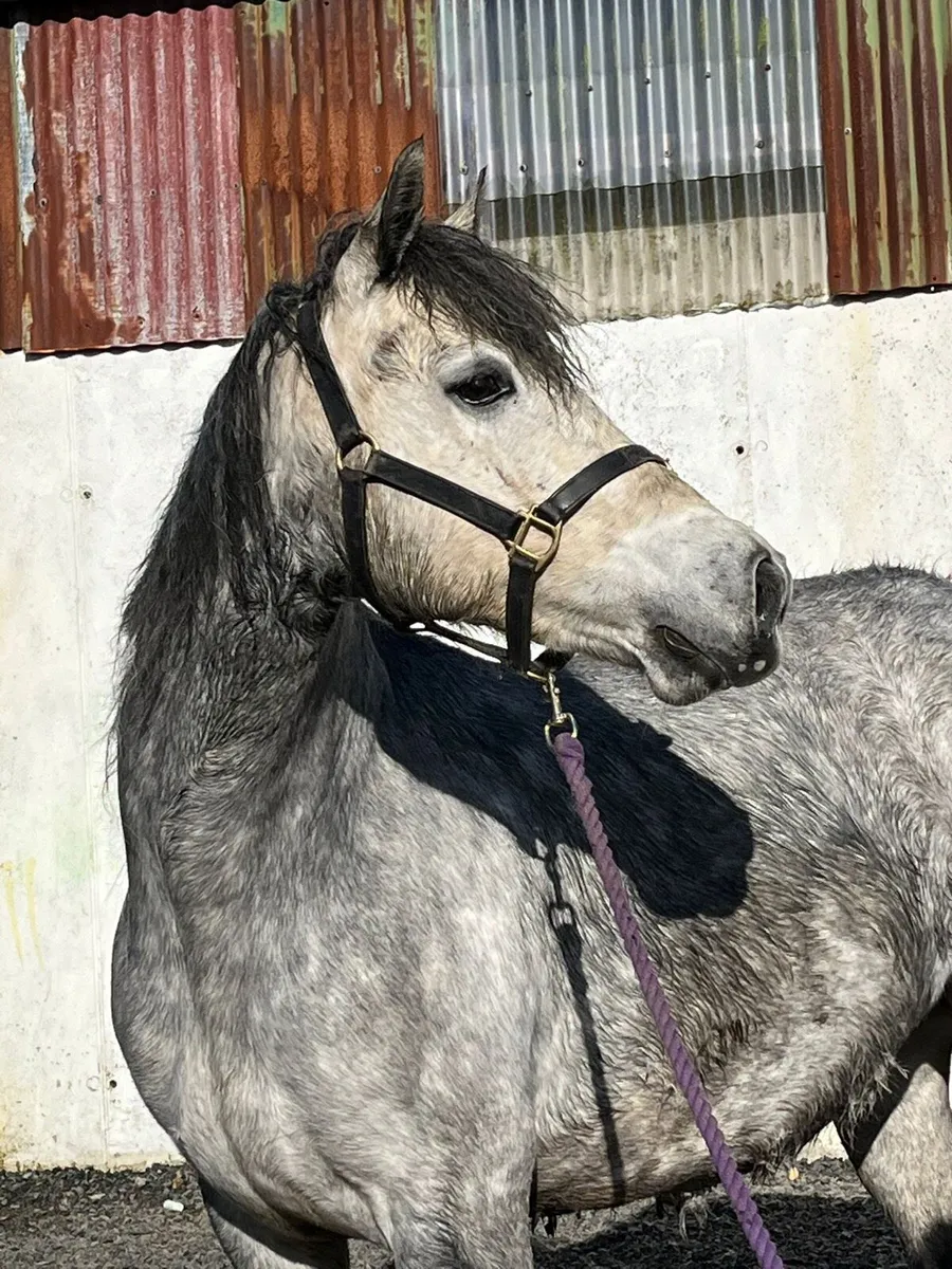 4 year old Connemara broodmare - Image 4