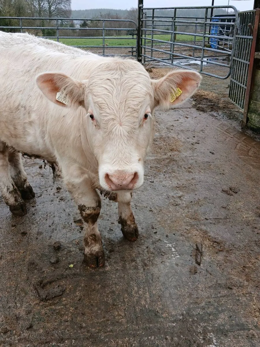 PBNR Charolais Bull - Image 2