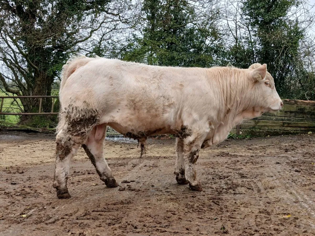 PBNR Charolais Bull - Image 3