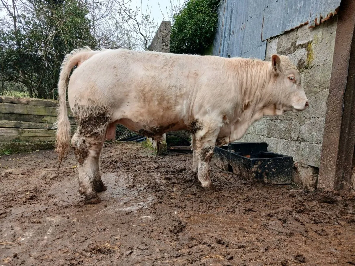 PBNR Charolais Bull - Image 1