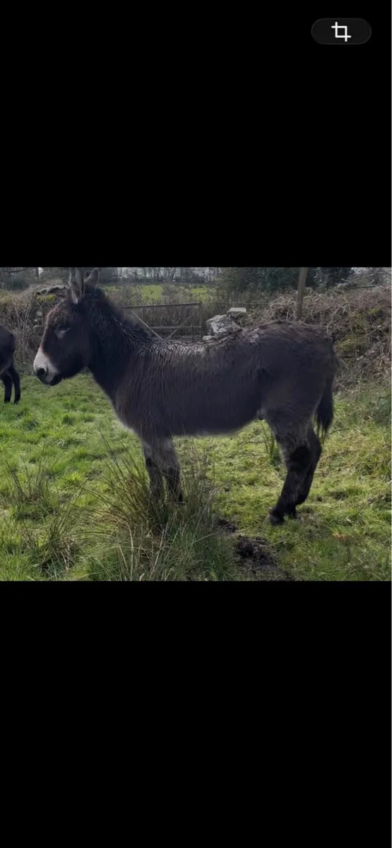 gelding donkey with passport