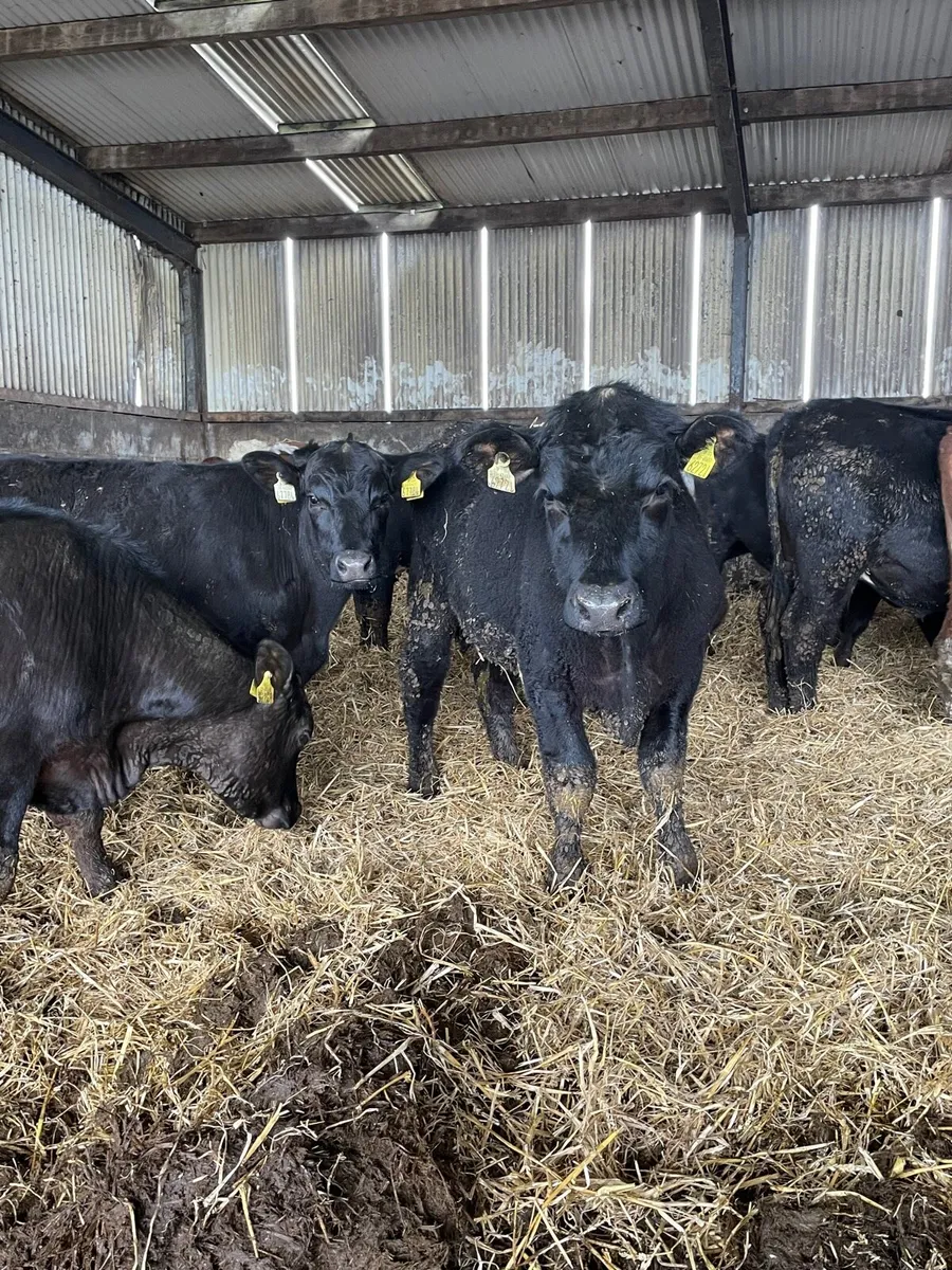 Yearling bullocks - Image 1