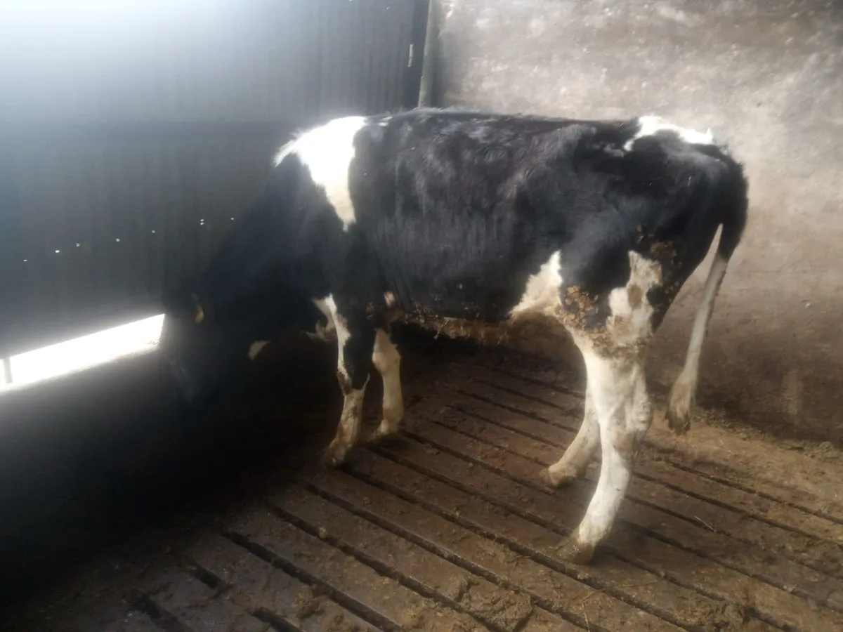 100 PED MAIDEN HEIFERS BANDON MART 2 APRIL - Image 2