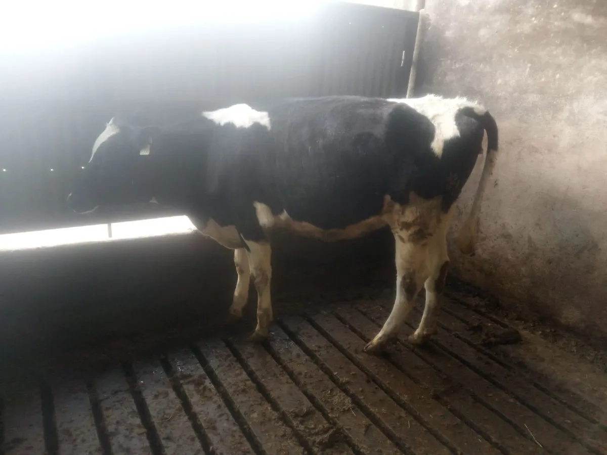 100 PED MAIDEN HEIFERS BANDON MART 2 APRIL - Image 3