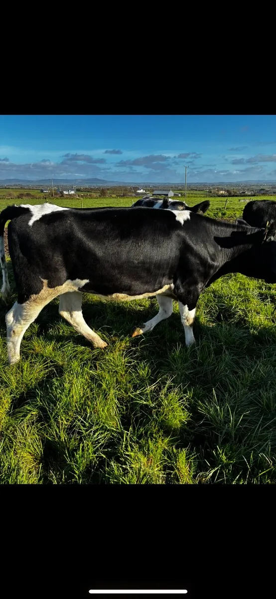Breeding heifers - Image 1
