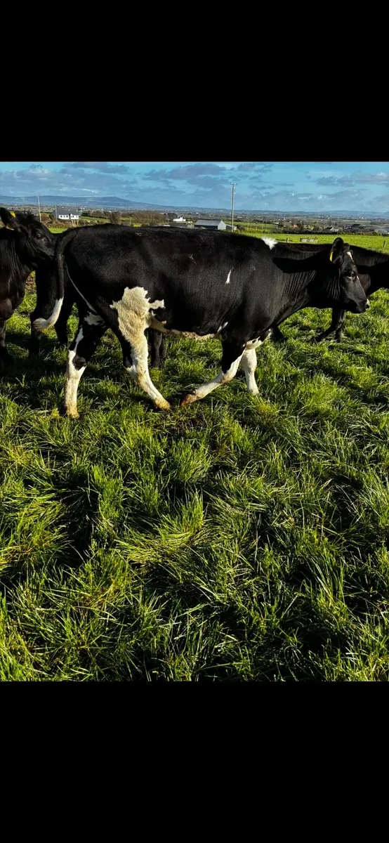 Breeding heifers - Image 2