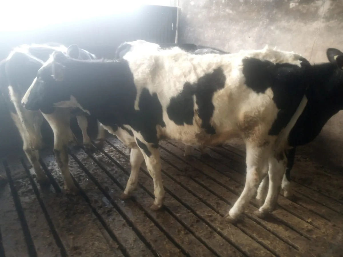 100 PED MAIDEN HEIFERS BANDON MART 2 APRIL - Image 4