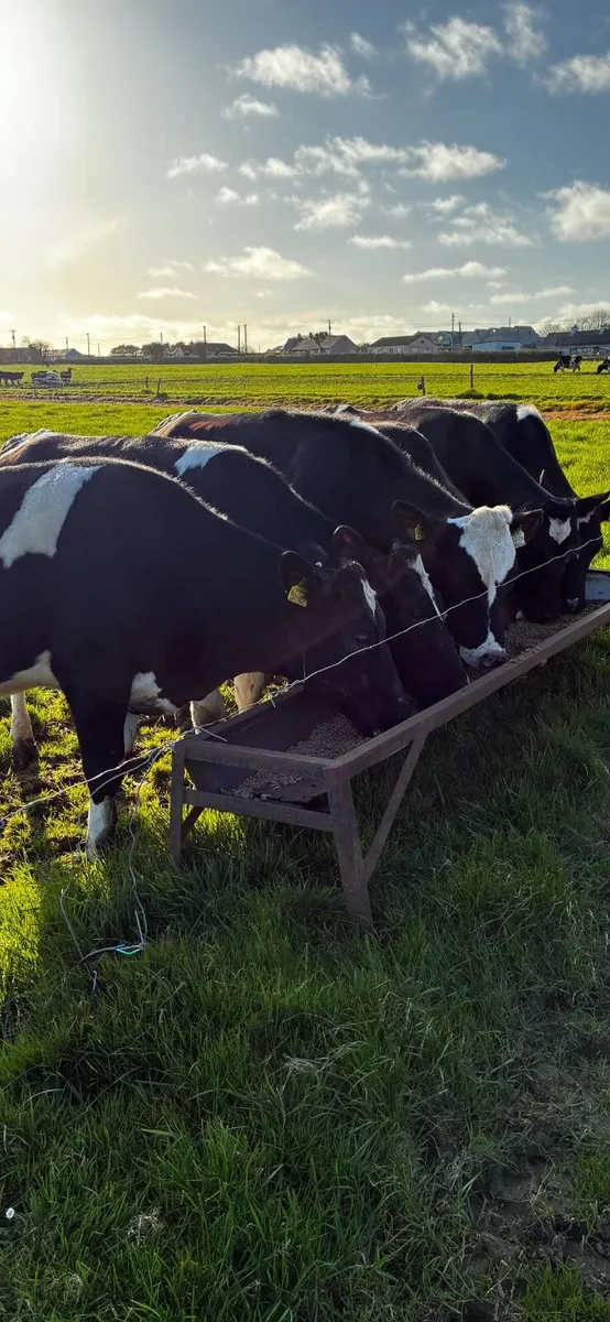 Breeding heifers - Image 3