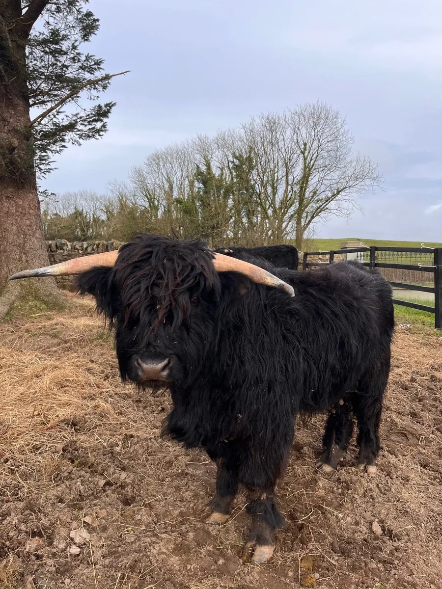 2 Pedigree Registered Highland Bulls - Image 2