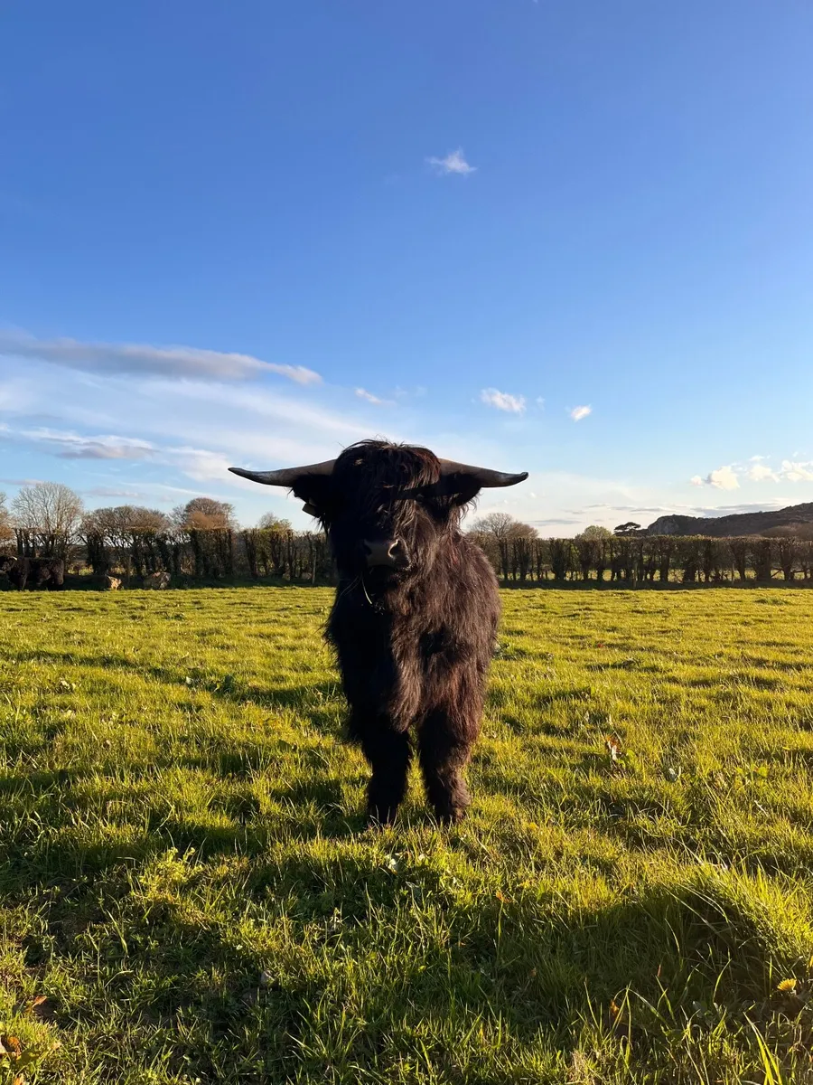 2 Pedigree Registered Highland Bulls - Image 3