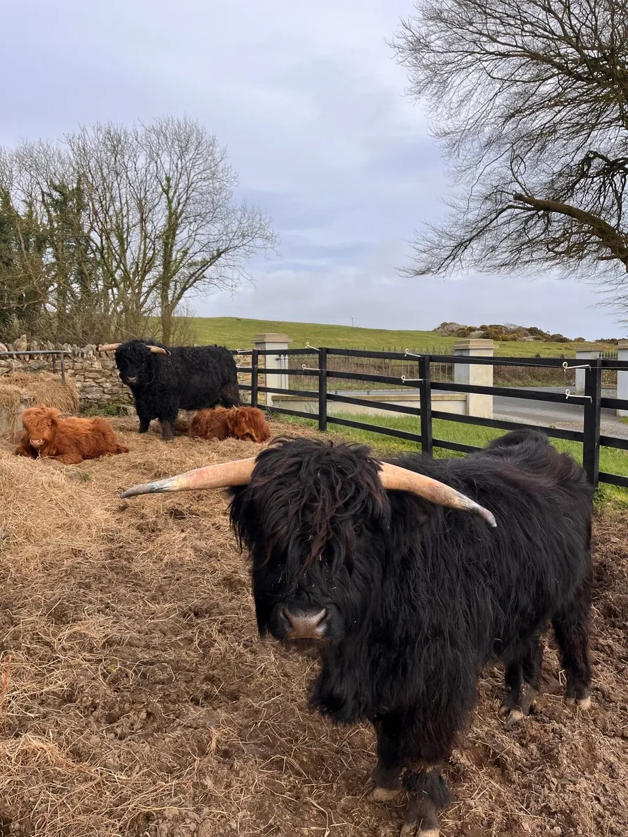 2 Pedigree Registered Highland Bulls - Image 1