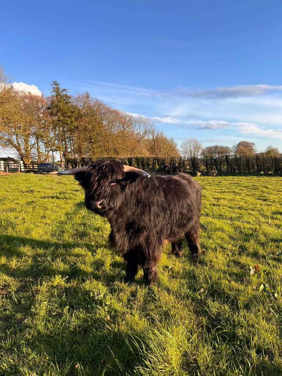 2 Pedigree Registered Highland Bulls - Image 4